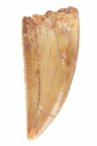 Serrated Raptor Tooth - Morocco #62191